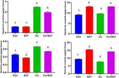 Selenium-enriched yeast modulates the metal bioaccumulation, oxidant status, and inflammation in copper-stressed broiler chickens